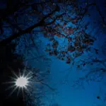 木立の下で空を見上げて