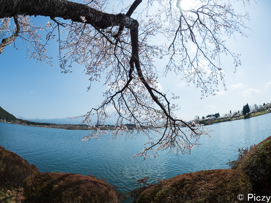 湖面に枝が伸びている桜の木