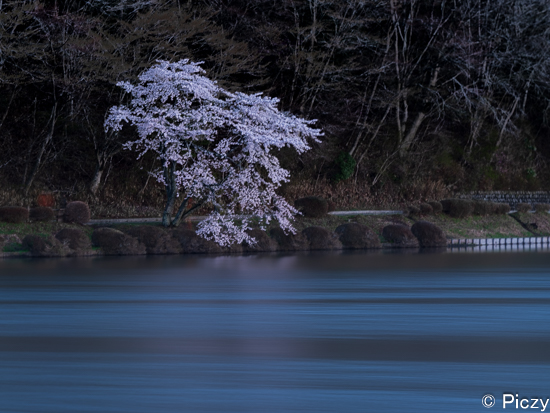 田貫湖の一本桜