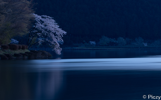 最終的に採用した田貫湖の一本桜の写真